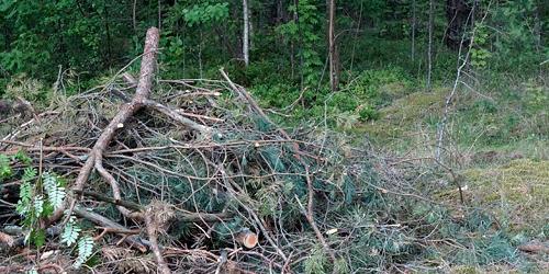 Residual waste from forestry operations 
