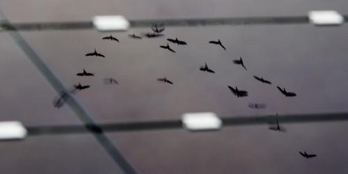 Reflection of birds in solar panels. (图片来源:Ole Martin Wold)